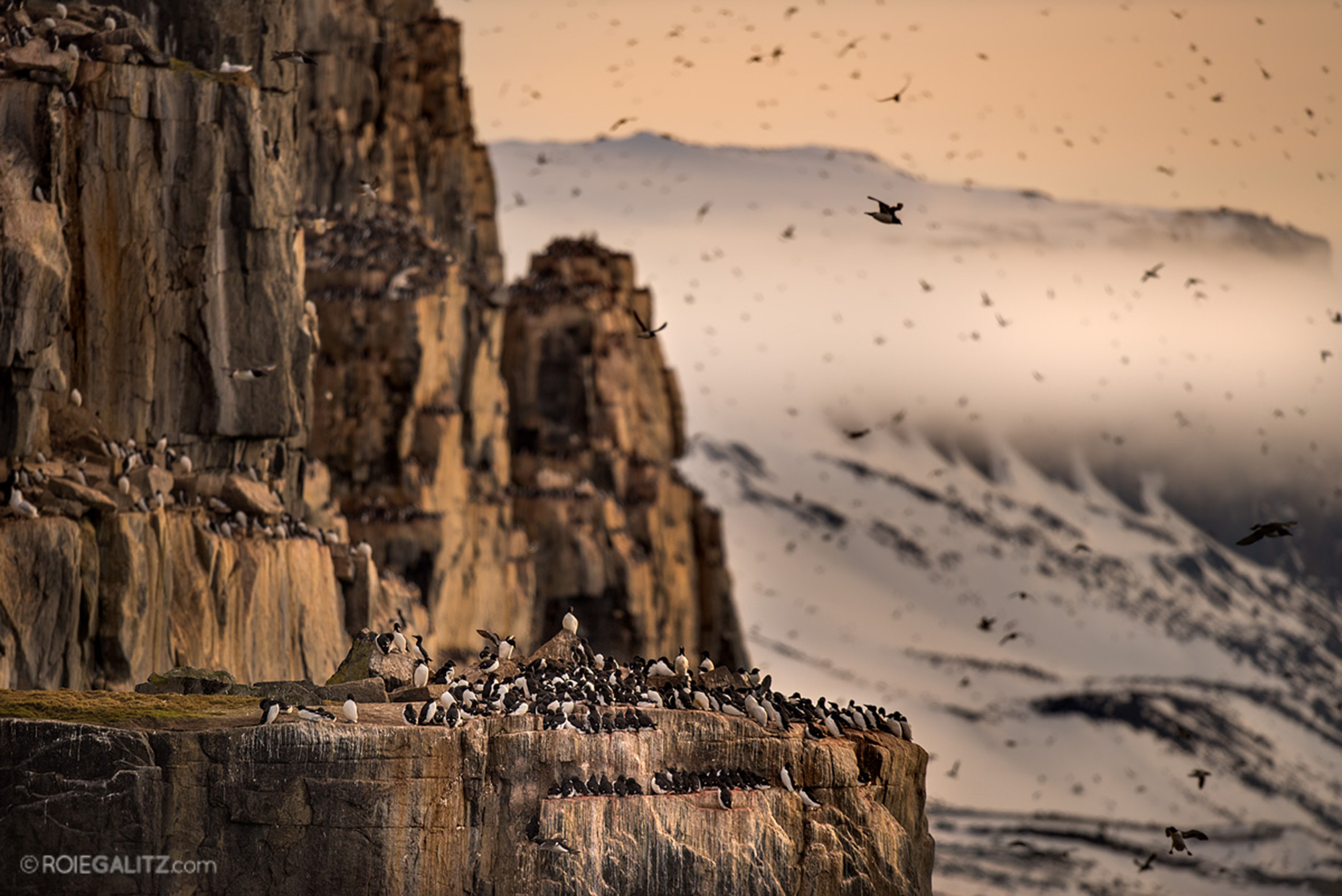 svalbard_roie_2