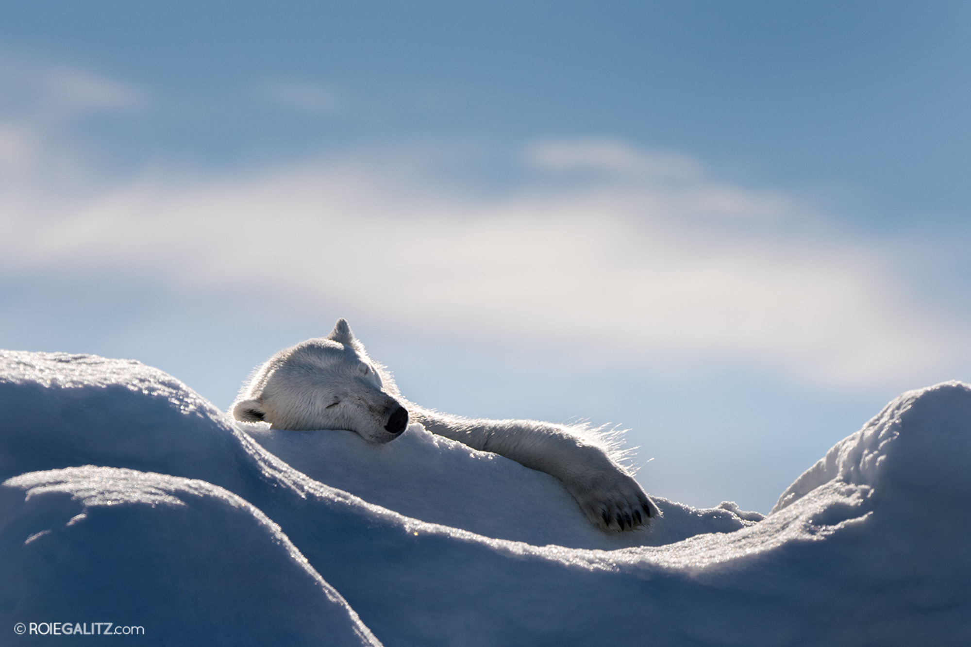 svalbard_roie_3
