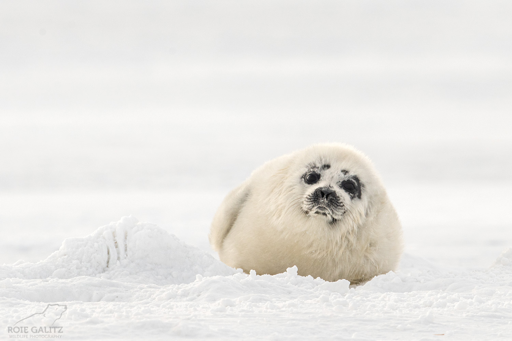 svalbard_roie_4