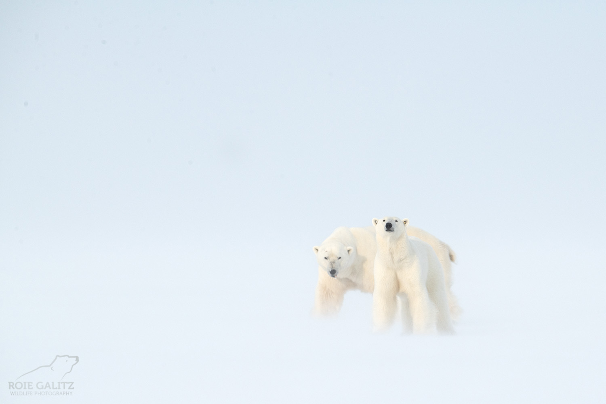 svalbard_roie_5