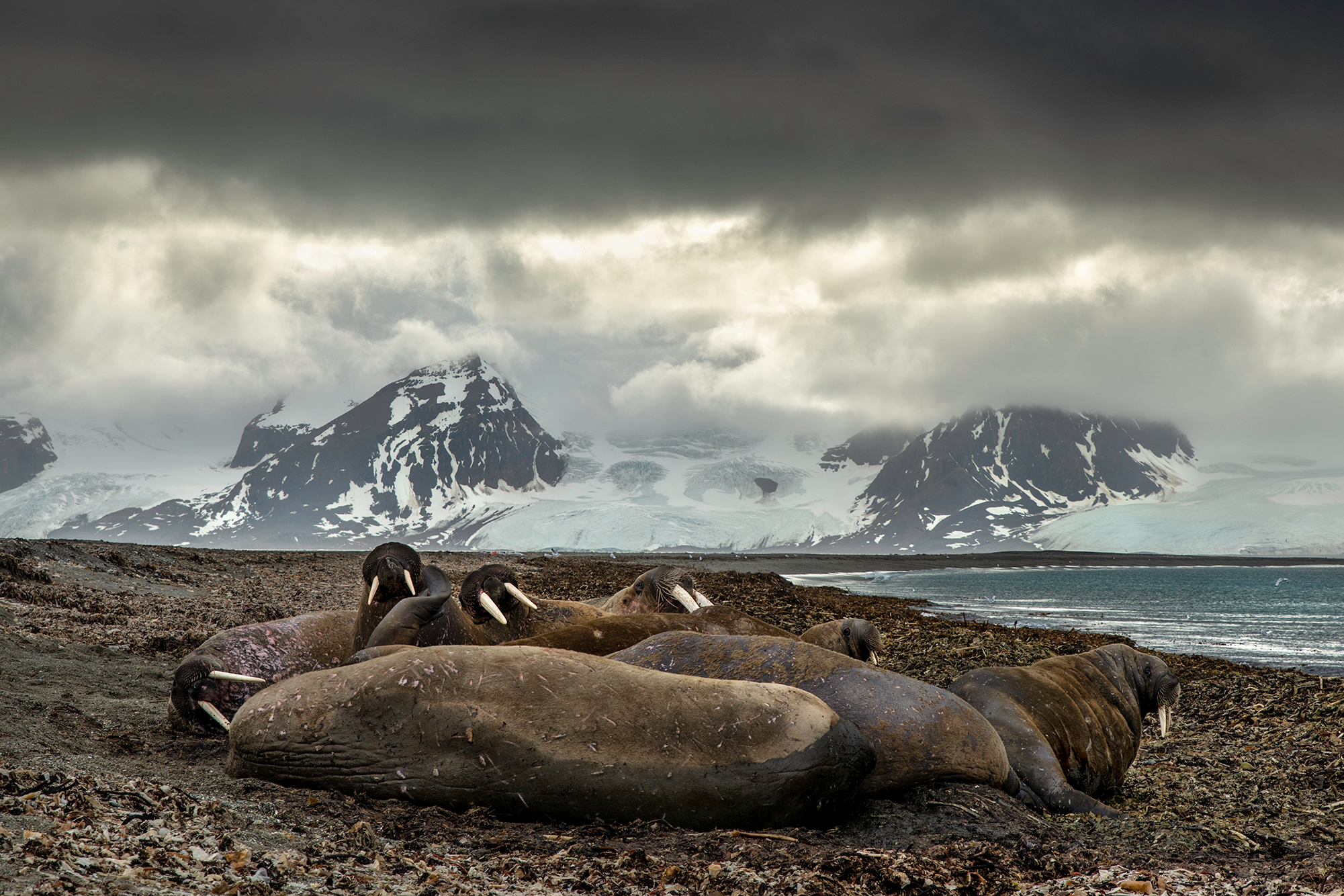 svalbard_yarin_2