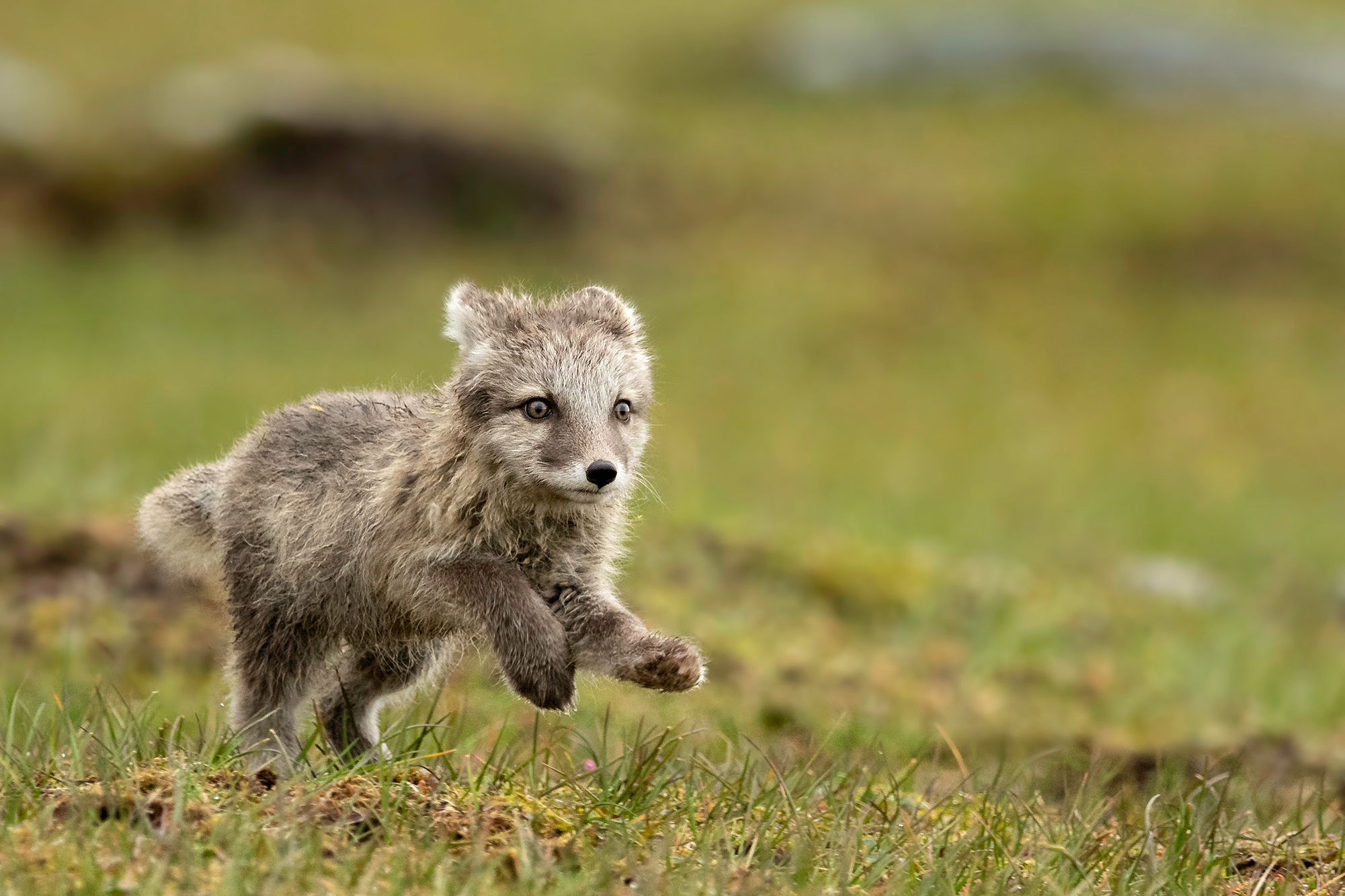 svalbard_yarin_3