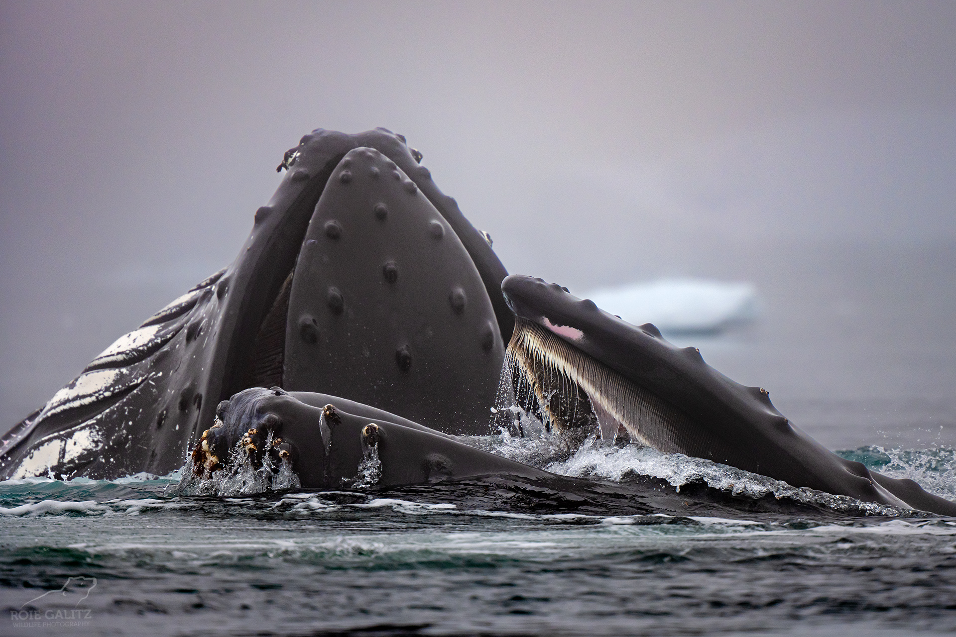 אנטארקטיקה